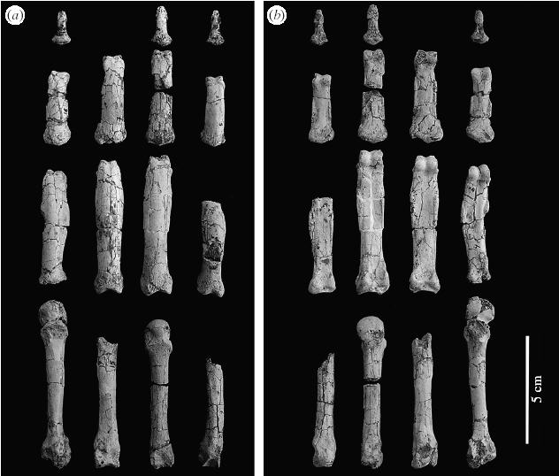 The Hand Of Hispanopithecus And The Mysteries Of Evolution